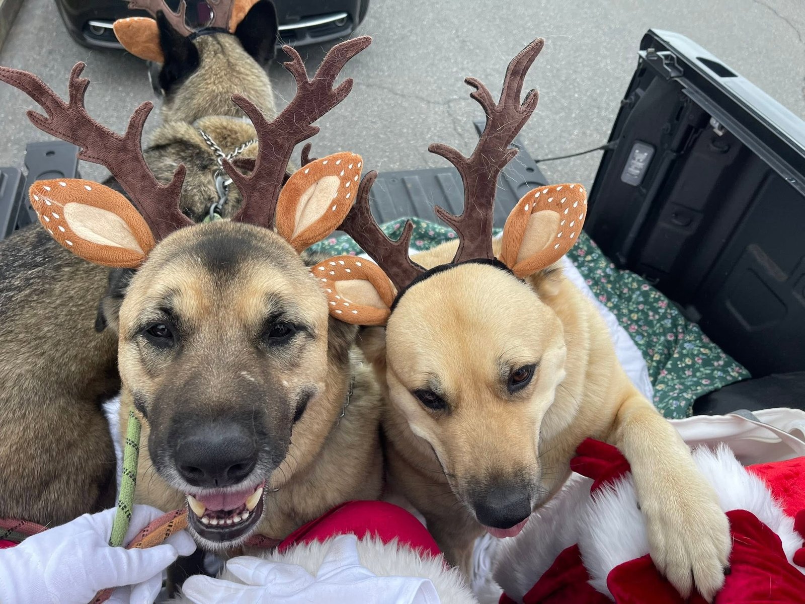 2026 reindeer